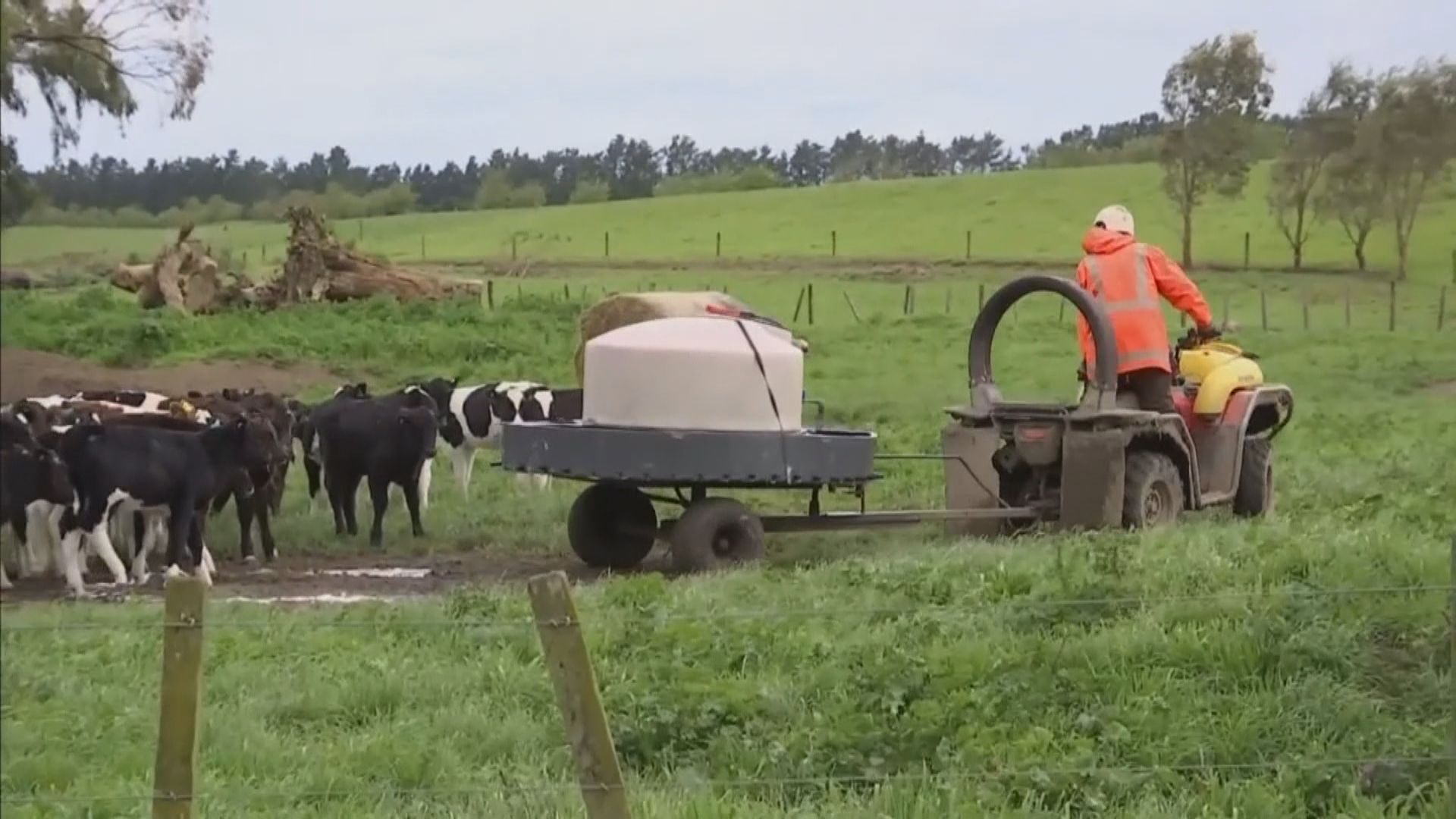 新西蘭擬開徵農業溫室氣體稅　業界憂成本大增被迫變賣農場