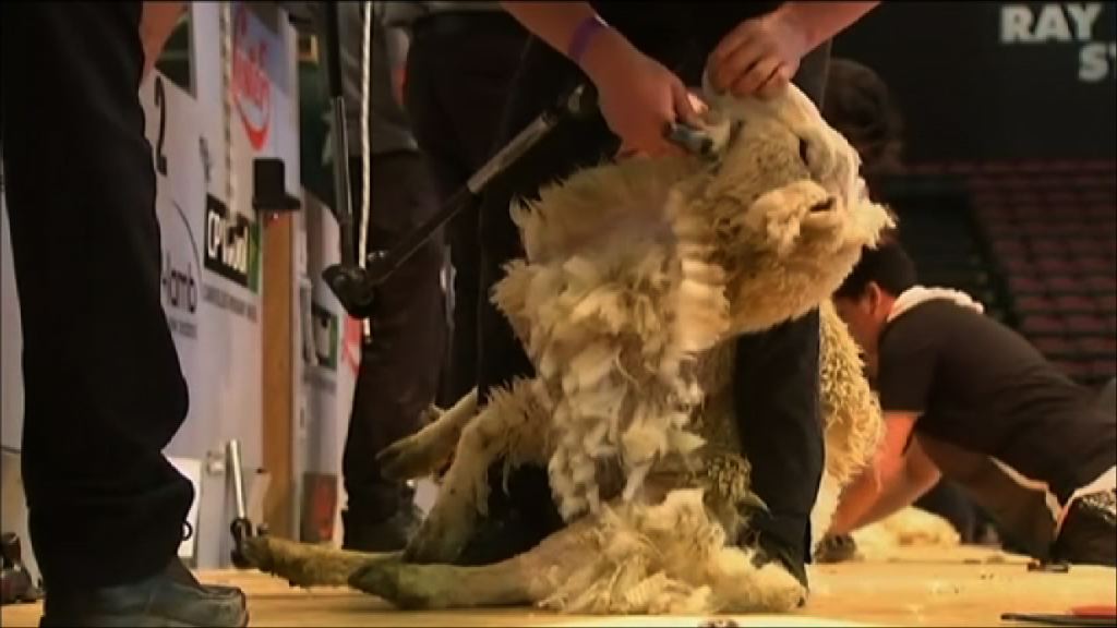 新西蘭舉行剪羊毛世界錦標賽
