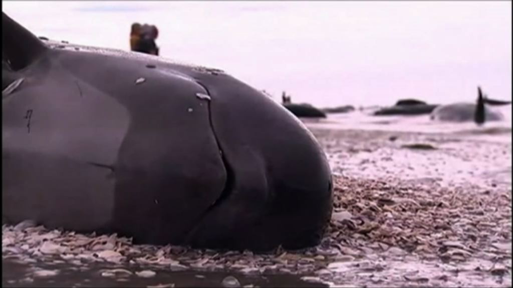 逾四百條鯨魚在新西蘭海岸擱淺