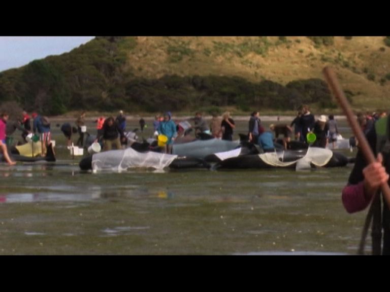 
新西蘭逾百擱淺領航鯨死亡