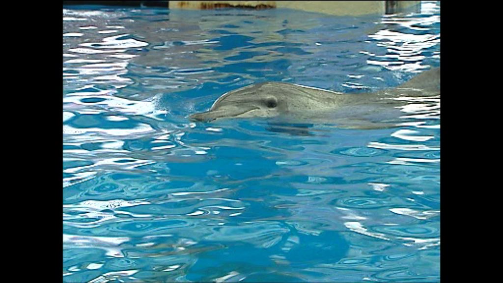 海洋公園一初生海豚夭折