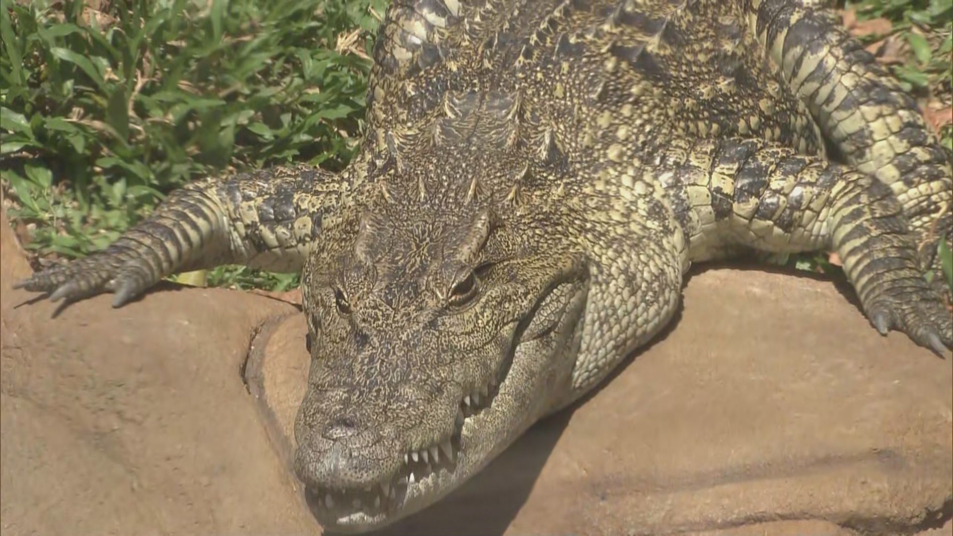 八鄉鱷魚命名「百香果」周六起在海洋公園亮相