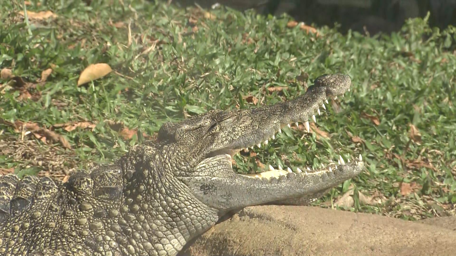 海洋公園八鄉鱷魚命名「百香果」 周六起登場