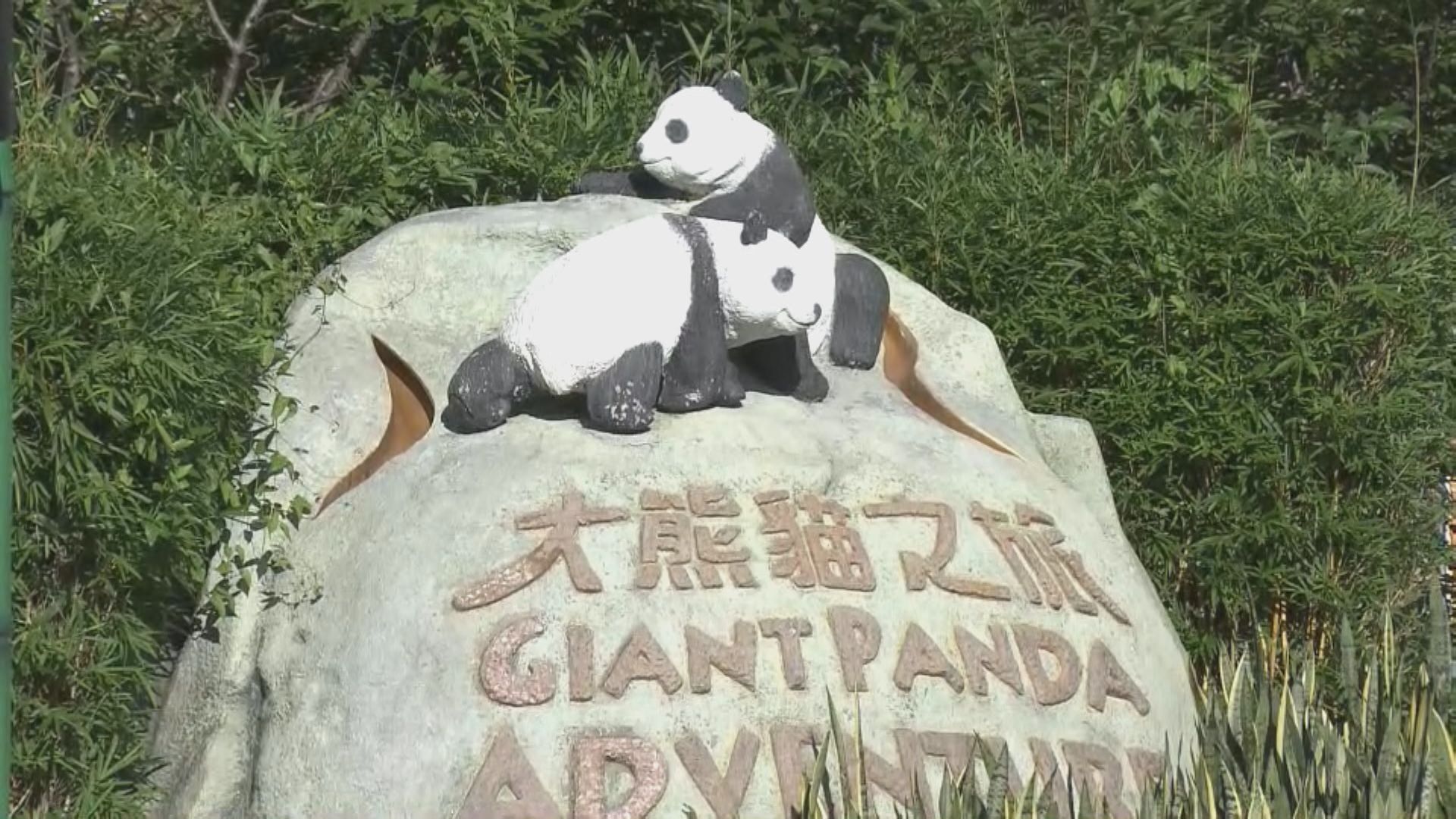 海洋公園正與政府聯繫大熊貓到港安排