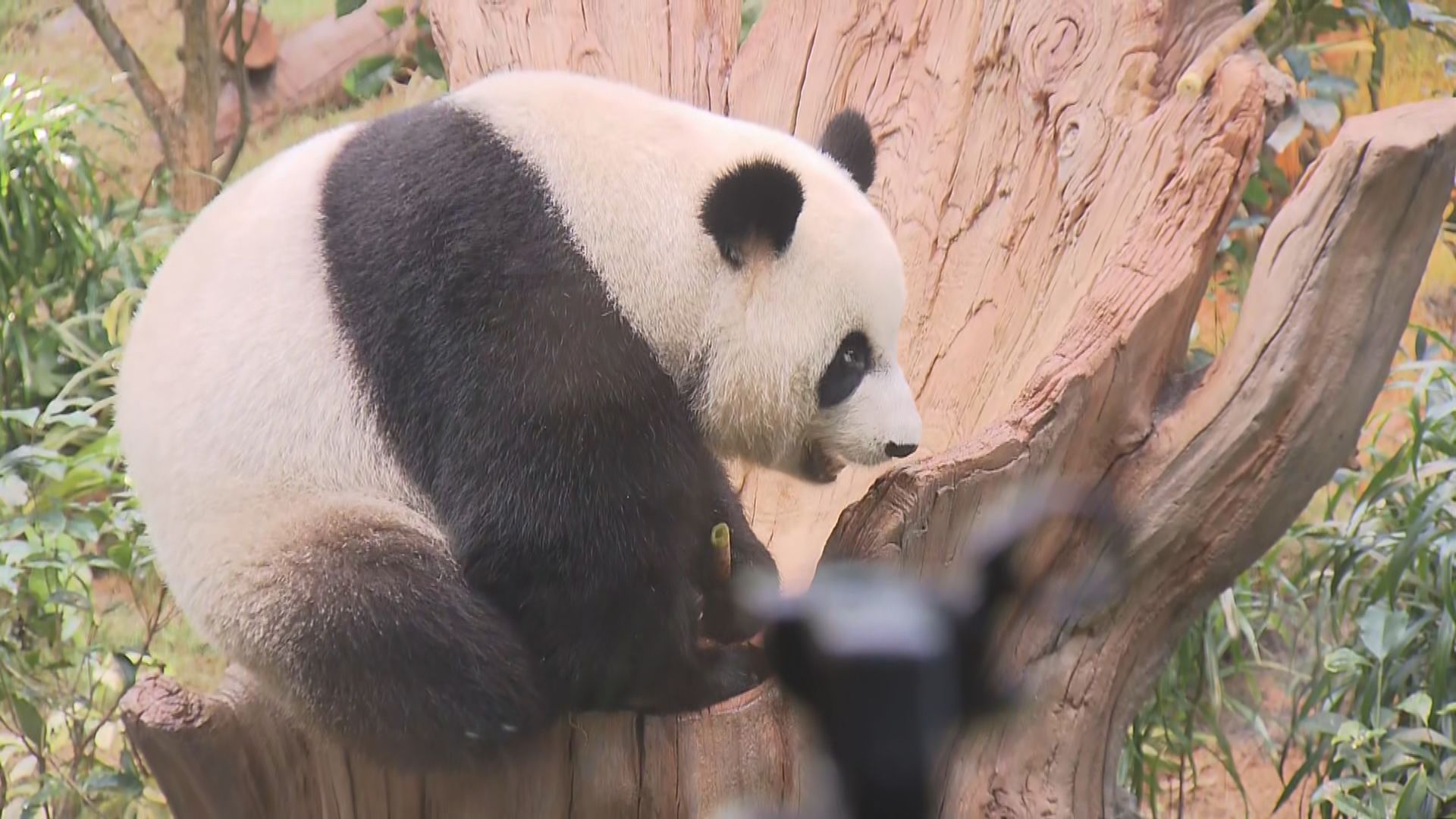 海洋公園安排安安及可可與傳媒見面