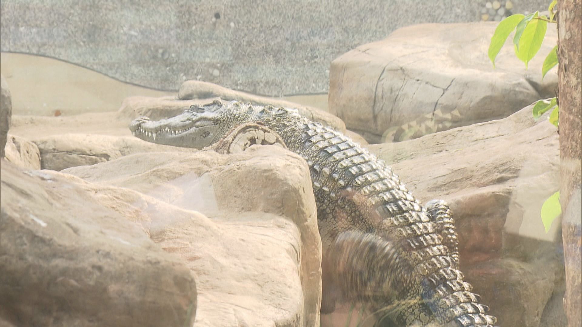 海洋公園鱷魚「百香果」 首日開放與公眾見面