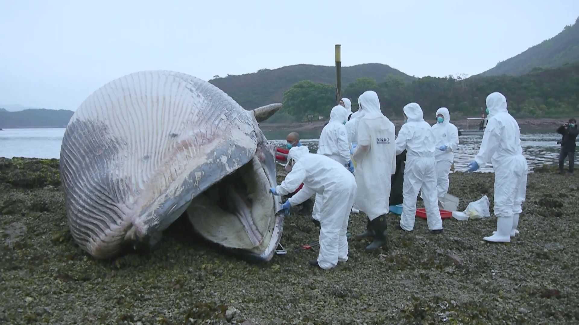 去年40宗鯨豚擱淺創近年新高　保育基金發現海豚遷移離本港水域