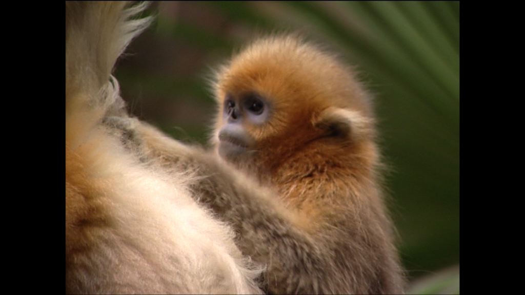 海洋公園迎來首隻香港誕生川金絲猴