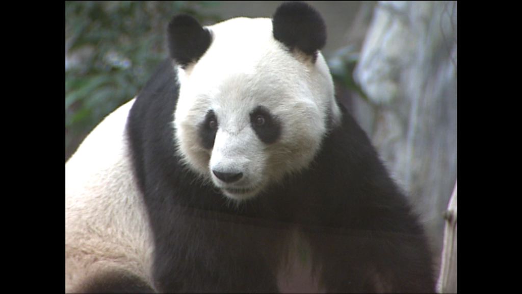 大熊貓盈盈有懷孕迹象