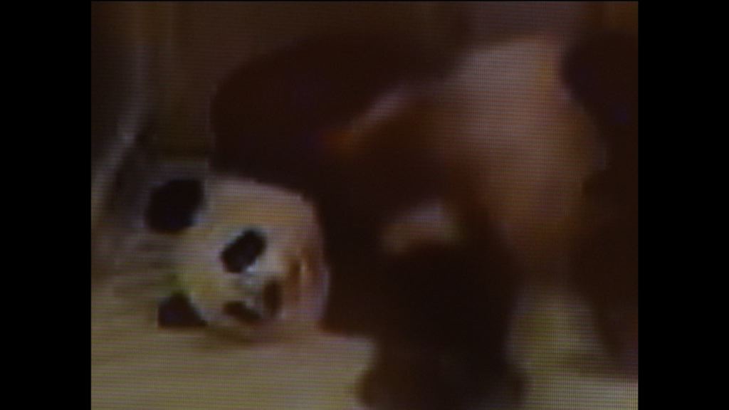 海洋公園大熊貓盈盈有懷孕跡象