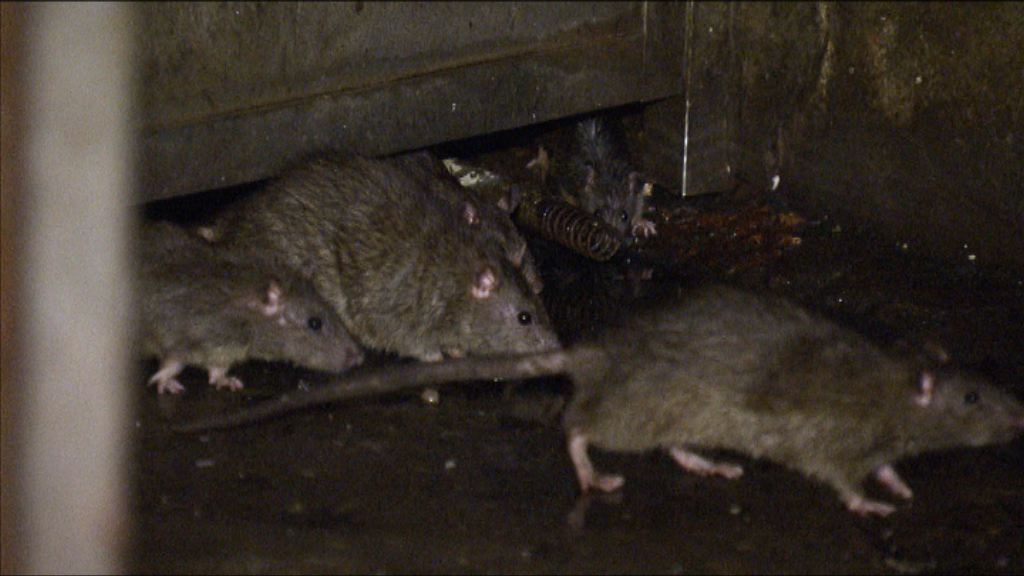 【經緯線本周提要】網民報料旺角一街市晚上鼠患嚴重