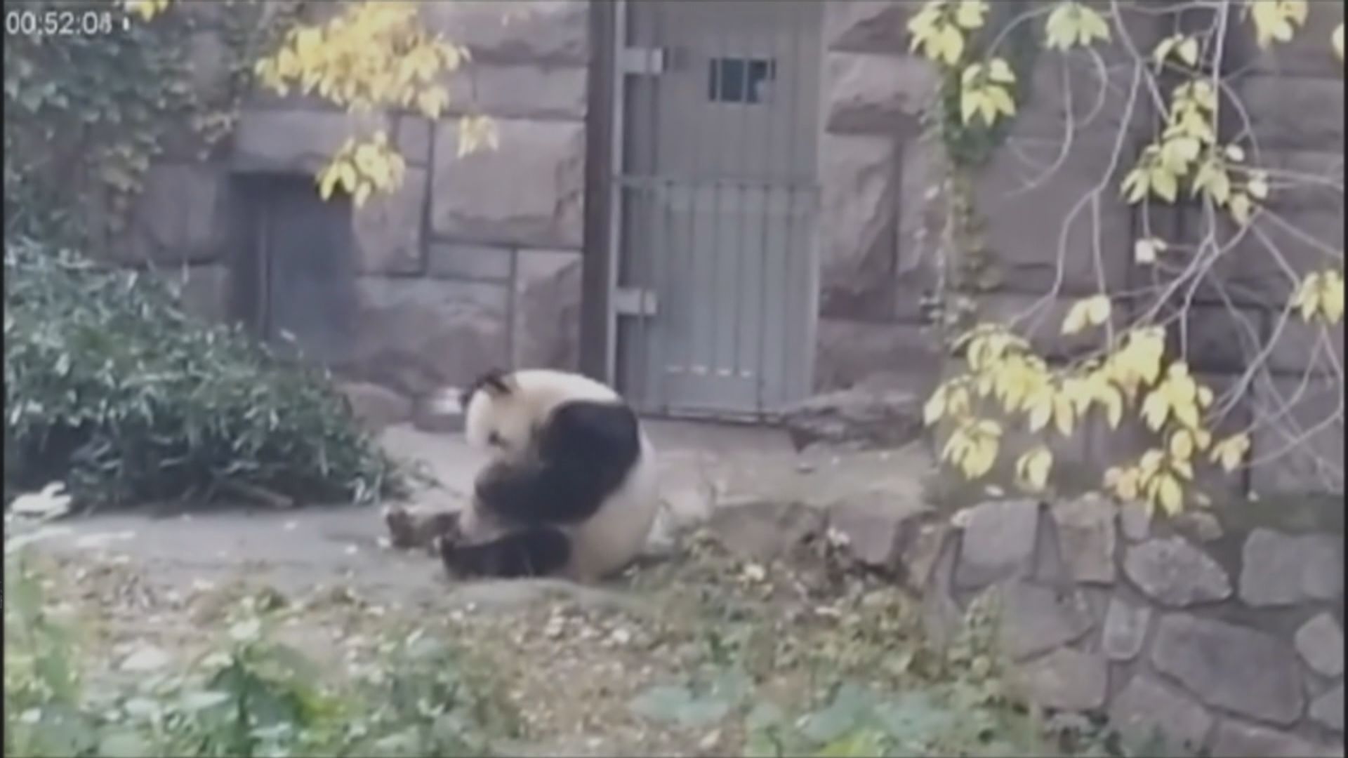 研究發現野生大熊貓在馬糞打滾有助保暖