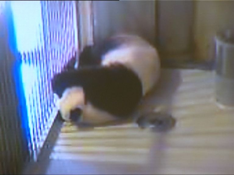 消息：大熊貓盈盈胎兒被母體吸收情況不樂觀