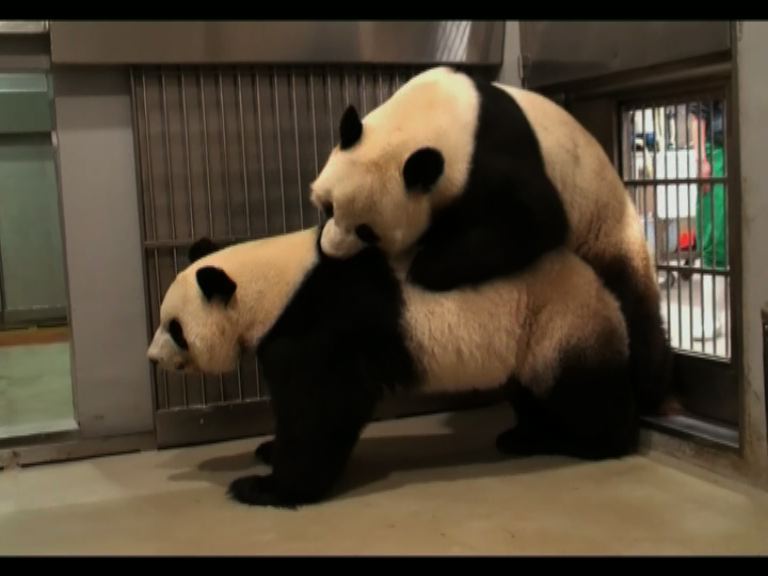 大熊貓盈盈下一胎毋須交回內地