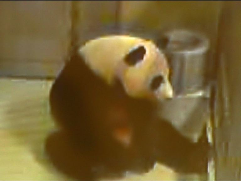 大熊貓盈盈流產　專家排除環境因素影響