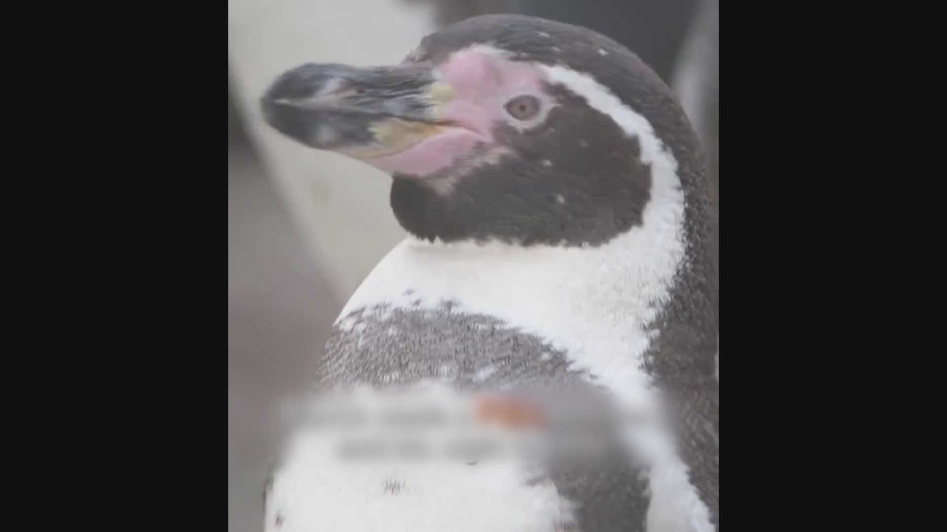 英國動物園以白内障手術協助企鵝恢復視力