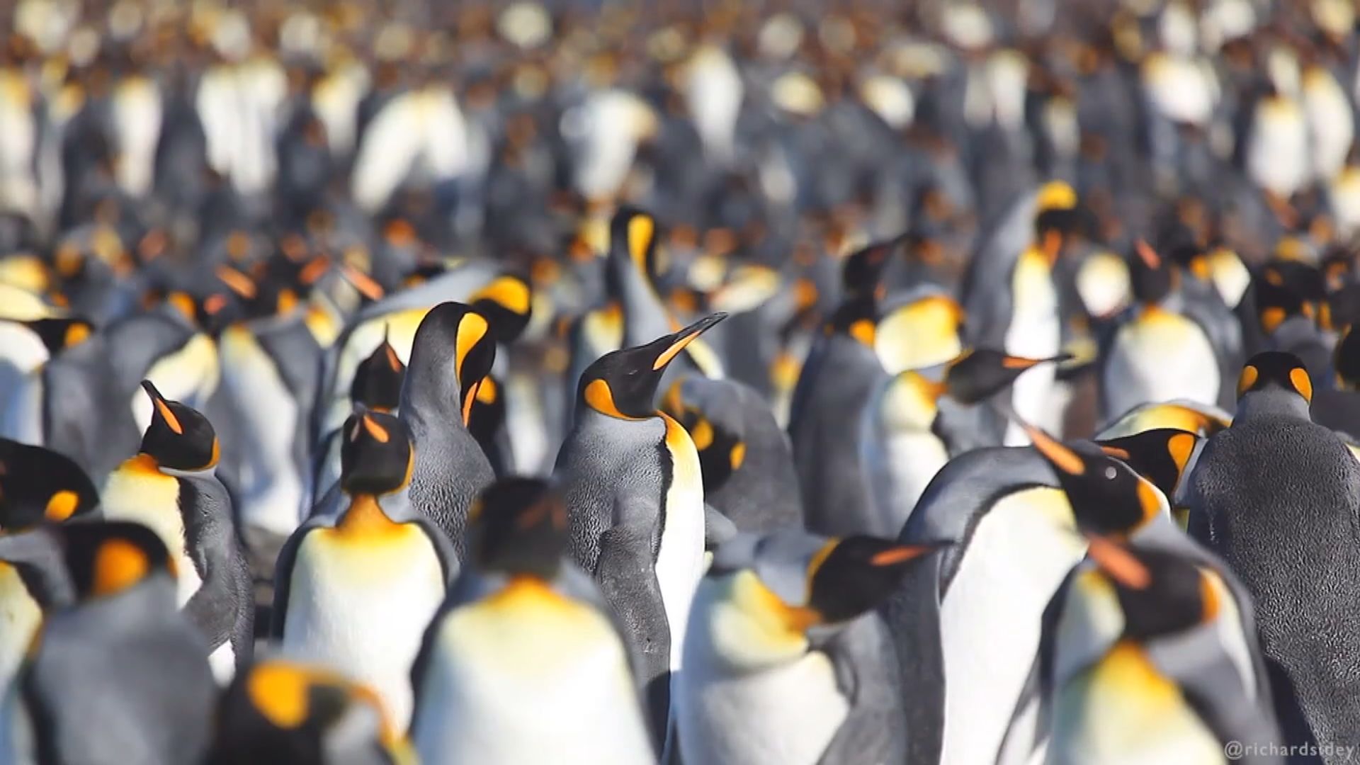 南極洲附近出現全球首宗企鵝感染H5N1死亡個案 專家憂病毒擴散