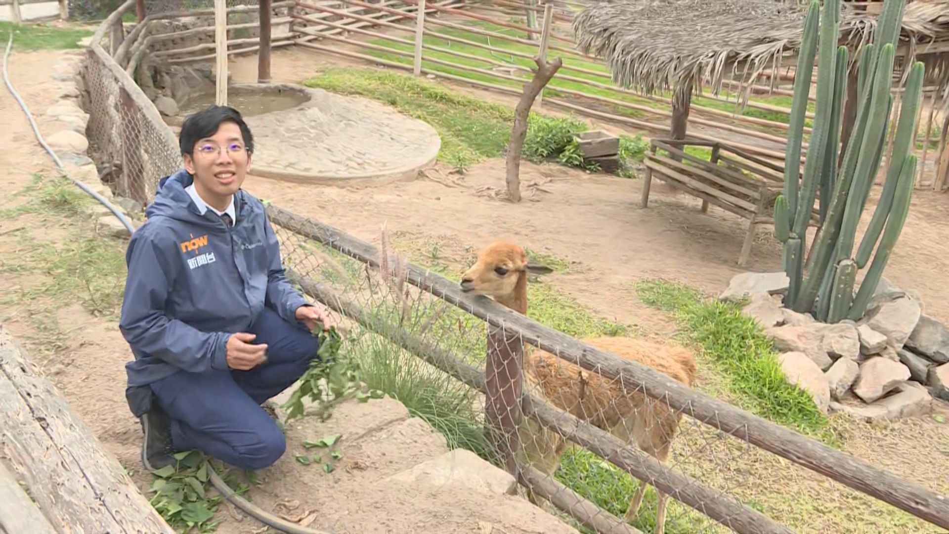 【記者秘魯直擊】秘魯每年出產5000噸羊駝毛　有動物園以羊駝做賣點