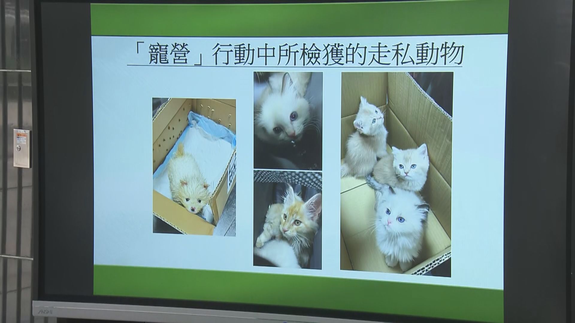 海關偵破走私動物案拘兩人 檢獲7隻貓狗