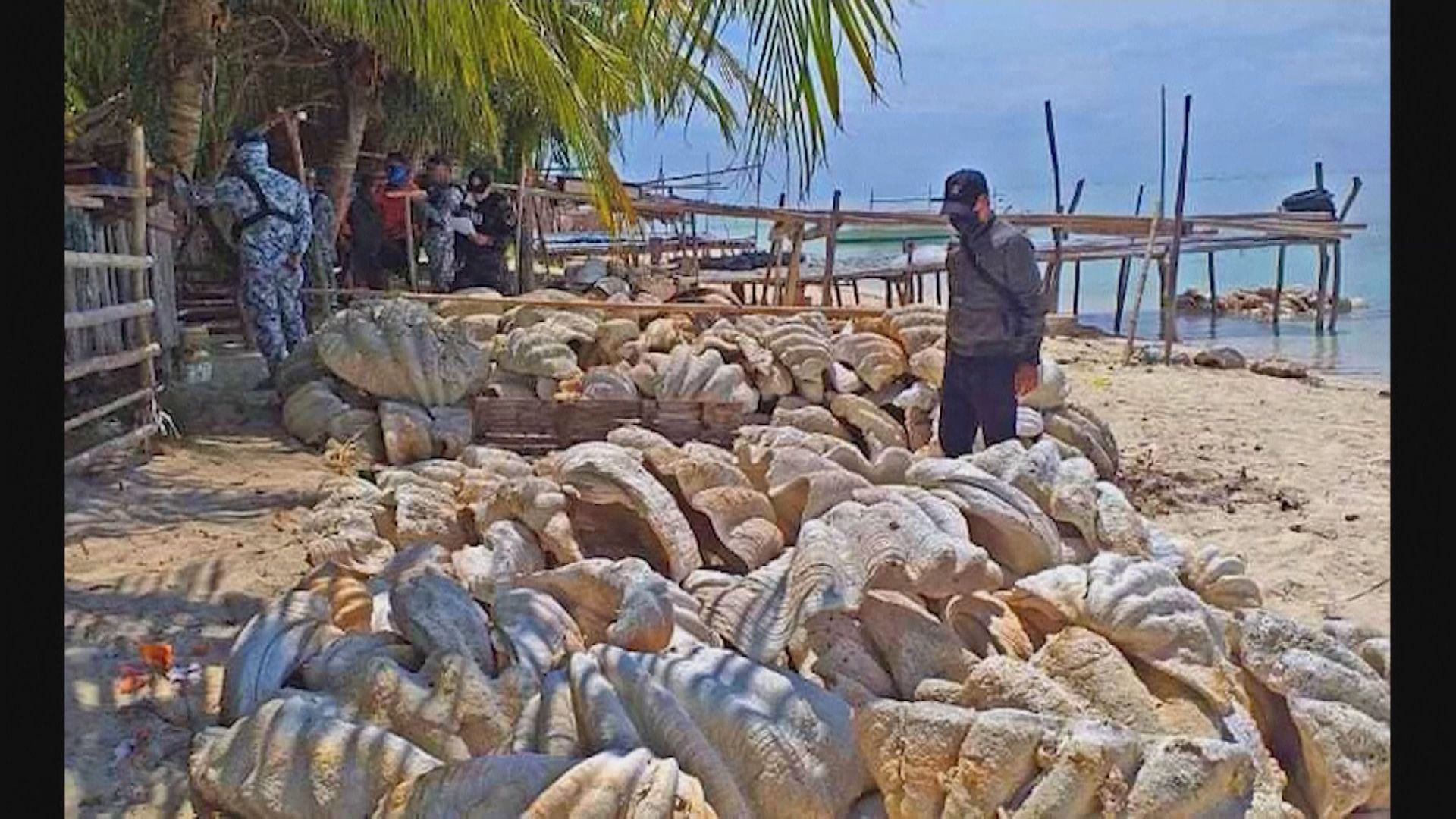 菲律賓檢獲值2500萬美元非法巨蚌殼