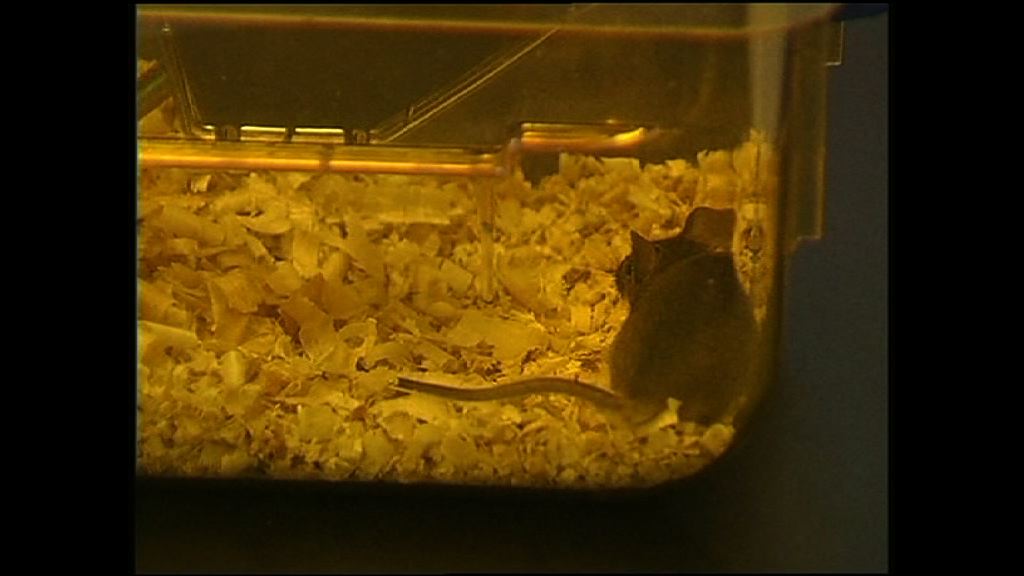 研究指手機輻射令老鼠更易出現腫瘤
