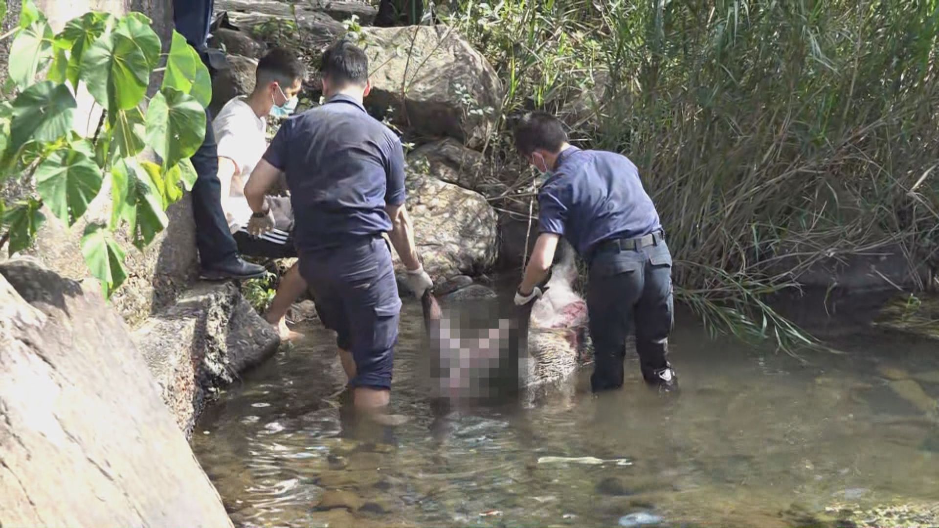 香港仔水塘發現野豬被屠宰　警拘一漢