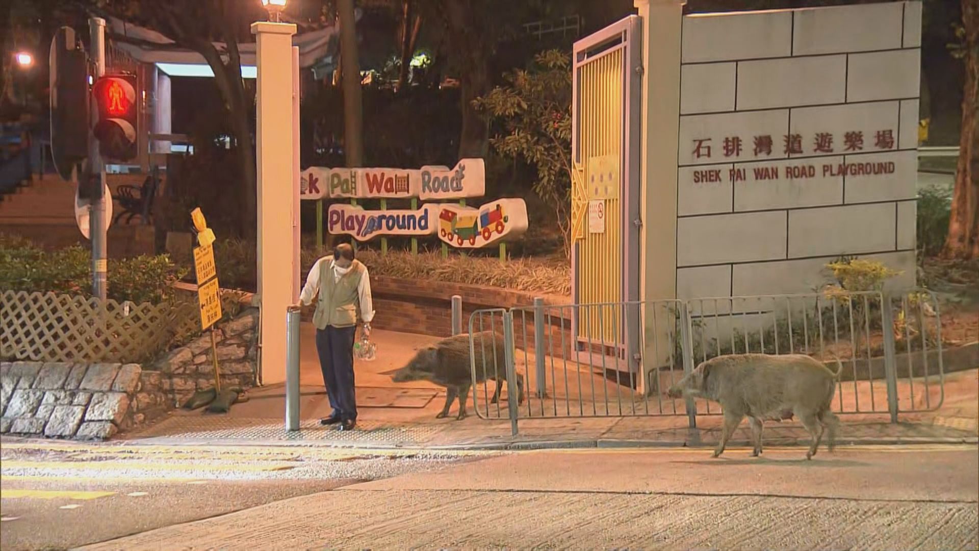 香港仔兩地點發現野豬　男子報稱遇襲