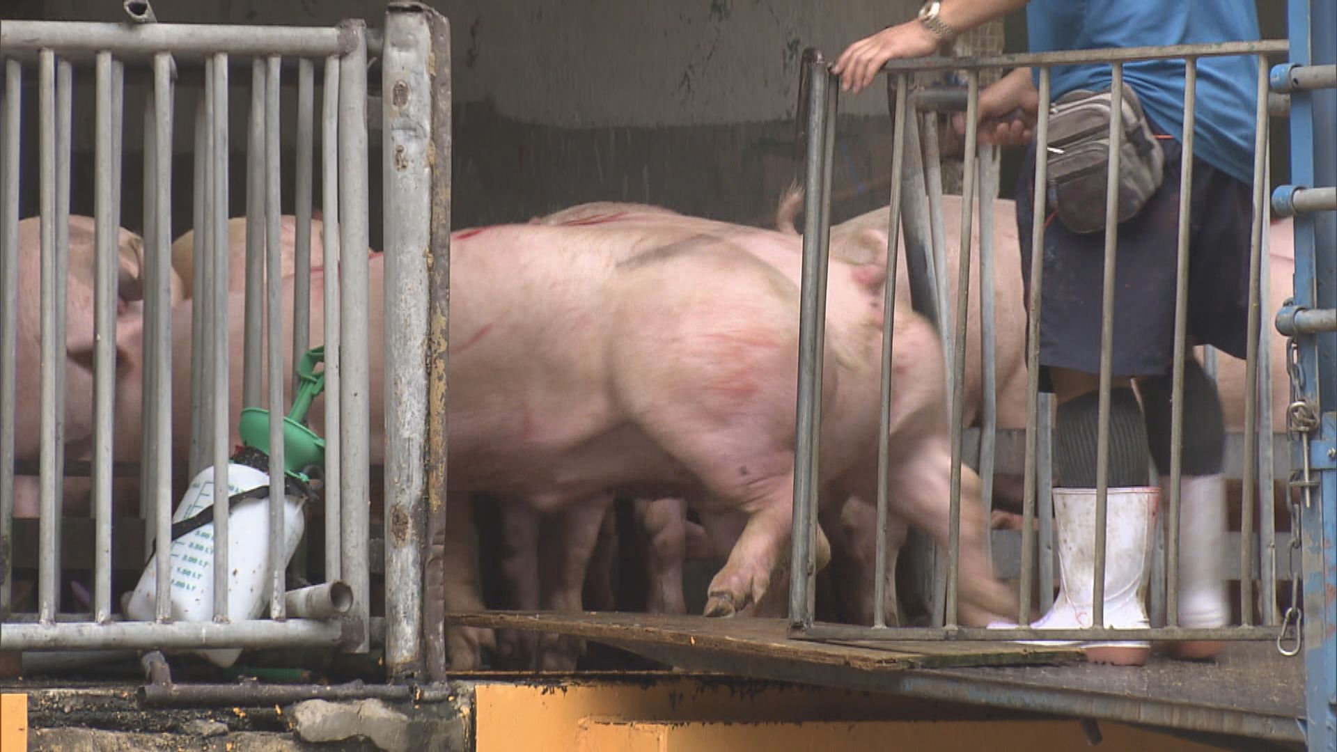 打鼓嶺豬場驗到非洲豬瘟　約100隻豬被銷毀