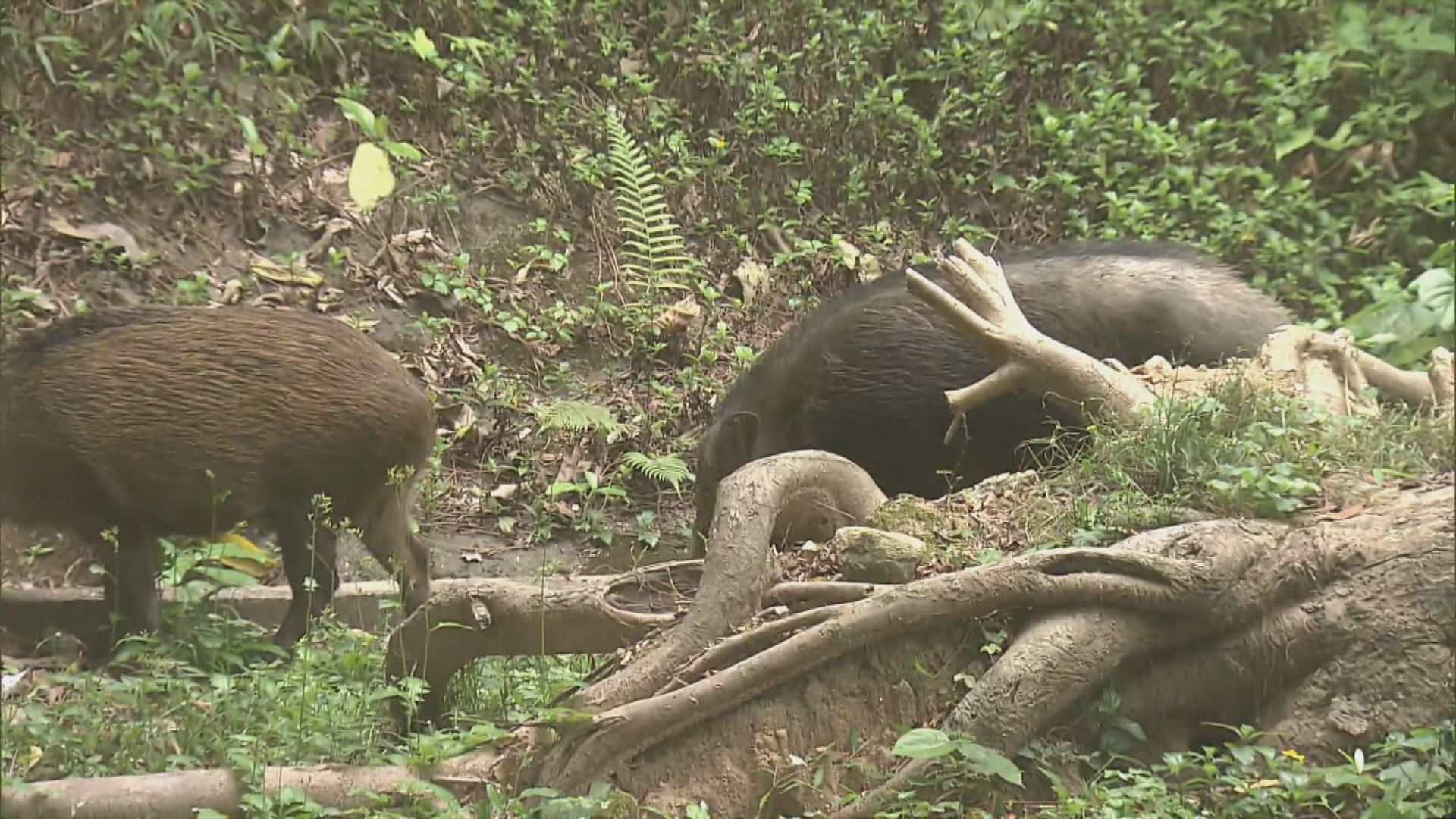 小西灣三隻野豬闖屋苑覓食被趕回山上