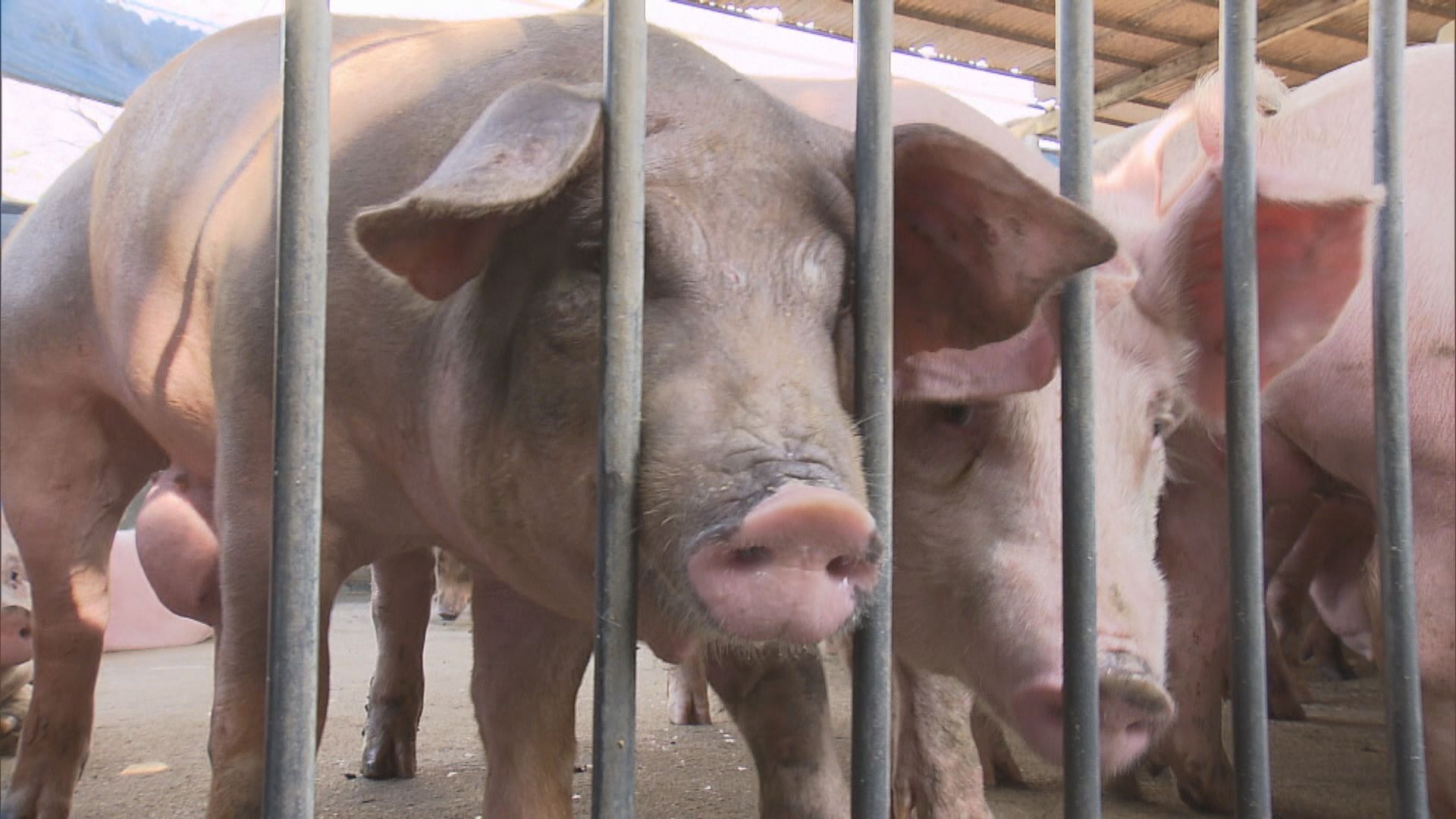 元朗豬場有豬隻檢測出非洲豬瘟病毒