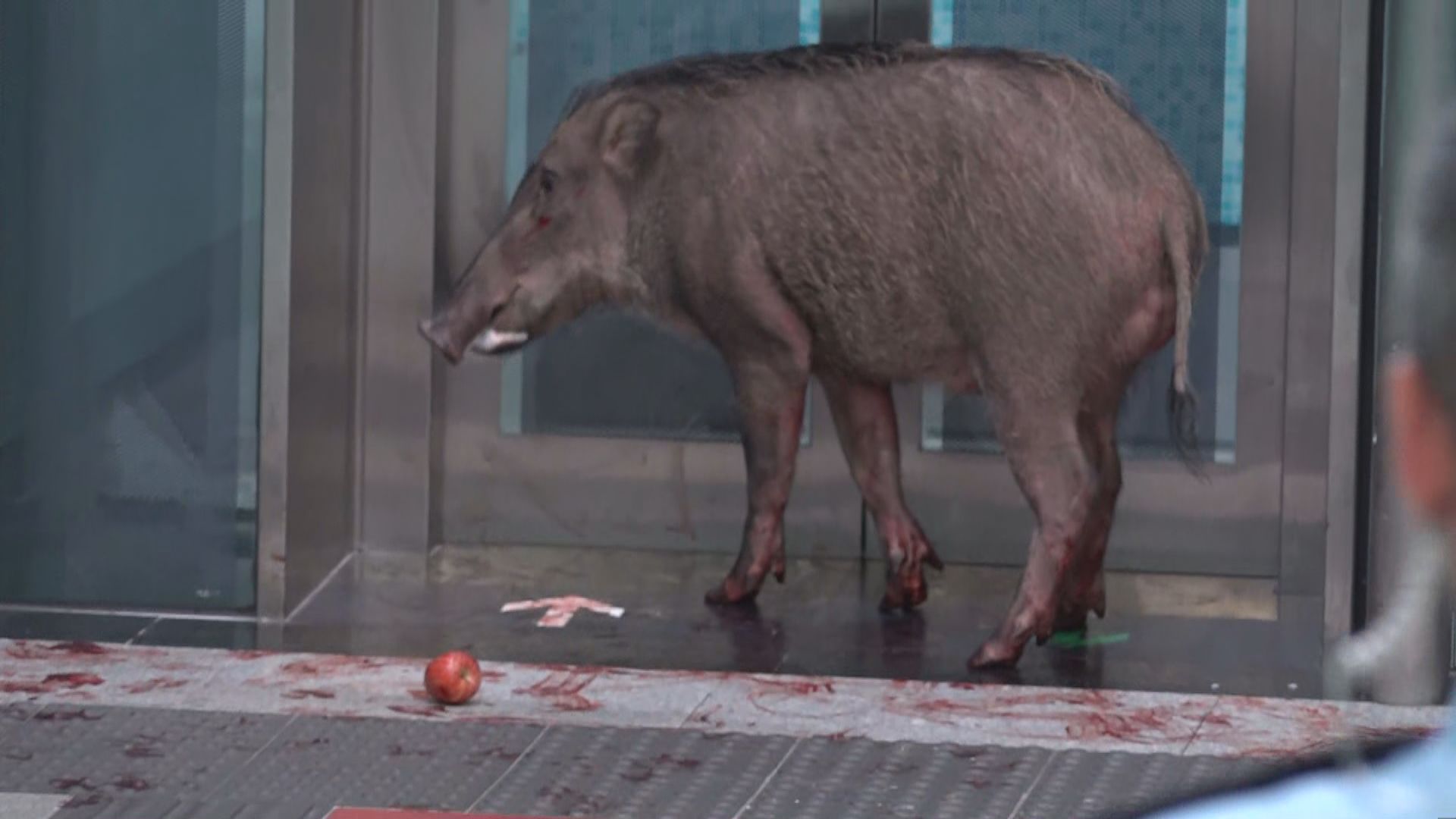 野豬闖港鐵堅尼地城站一人受傷