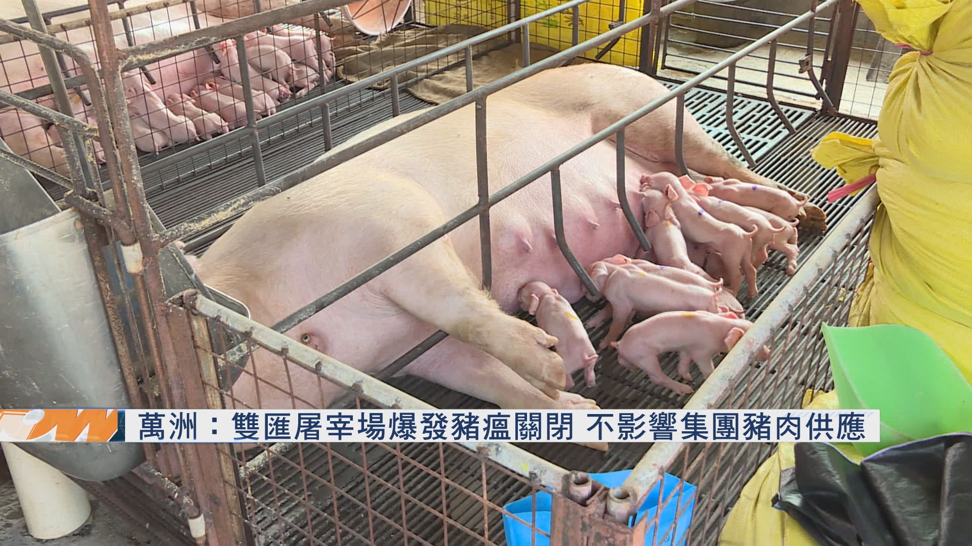 萬洲：鄭州屠宰場爆豬瘟關閉　不影響集團