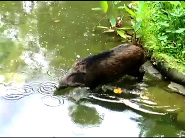 野豬闖城門谷公園被漁護署帶走