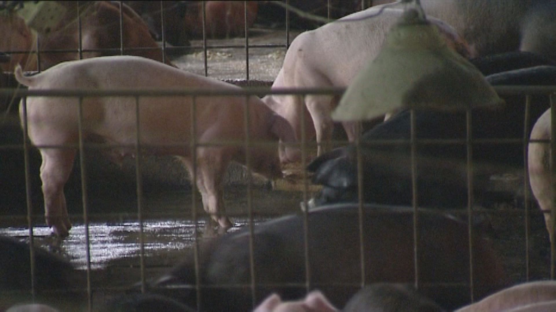 食安中心：所有內地活豬供港場未受疫情影響
