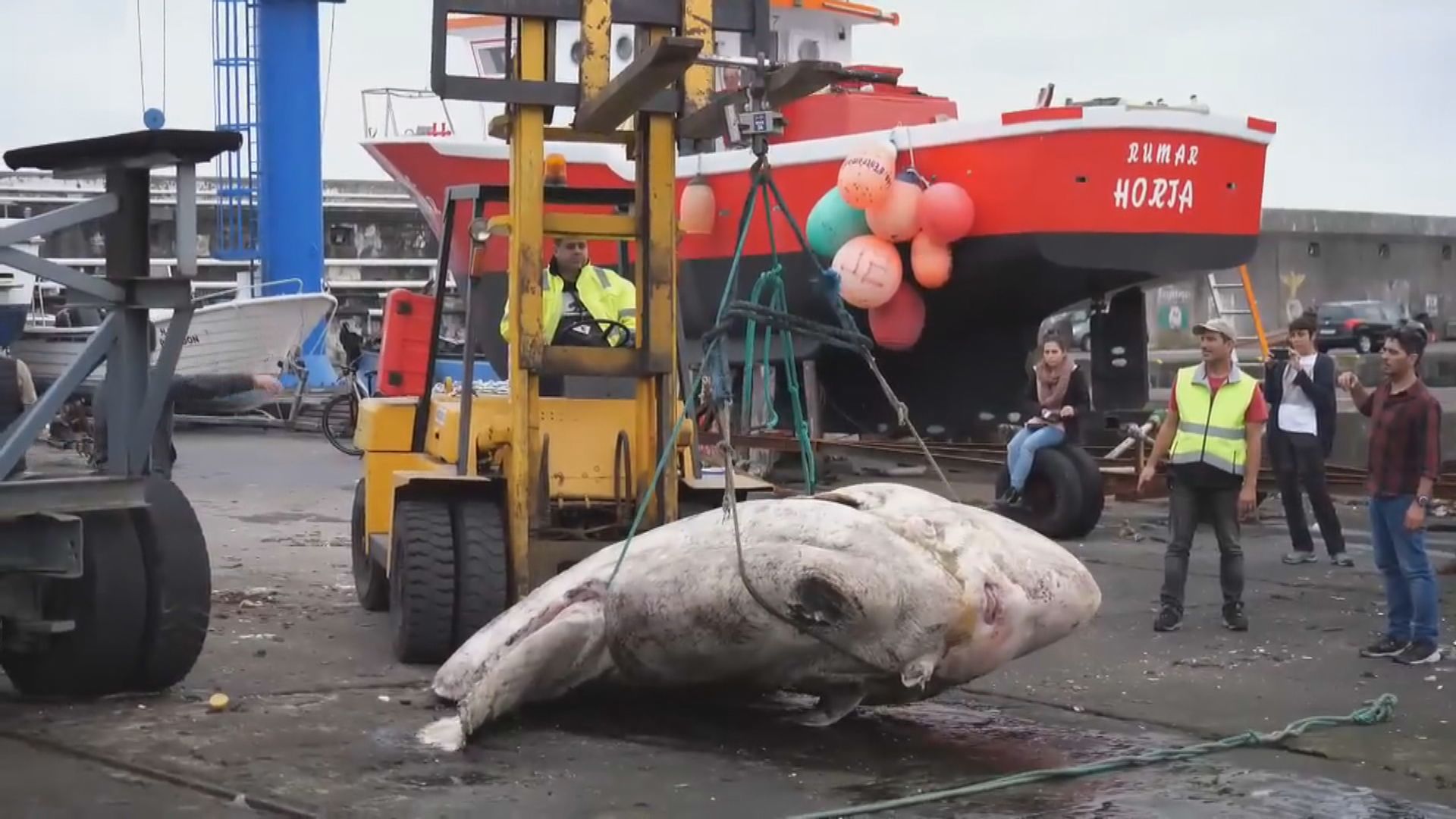 葡萄牙發現2744公斤重翻車魚刷新硬骨魚紀錄
