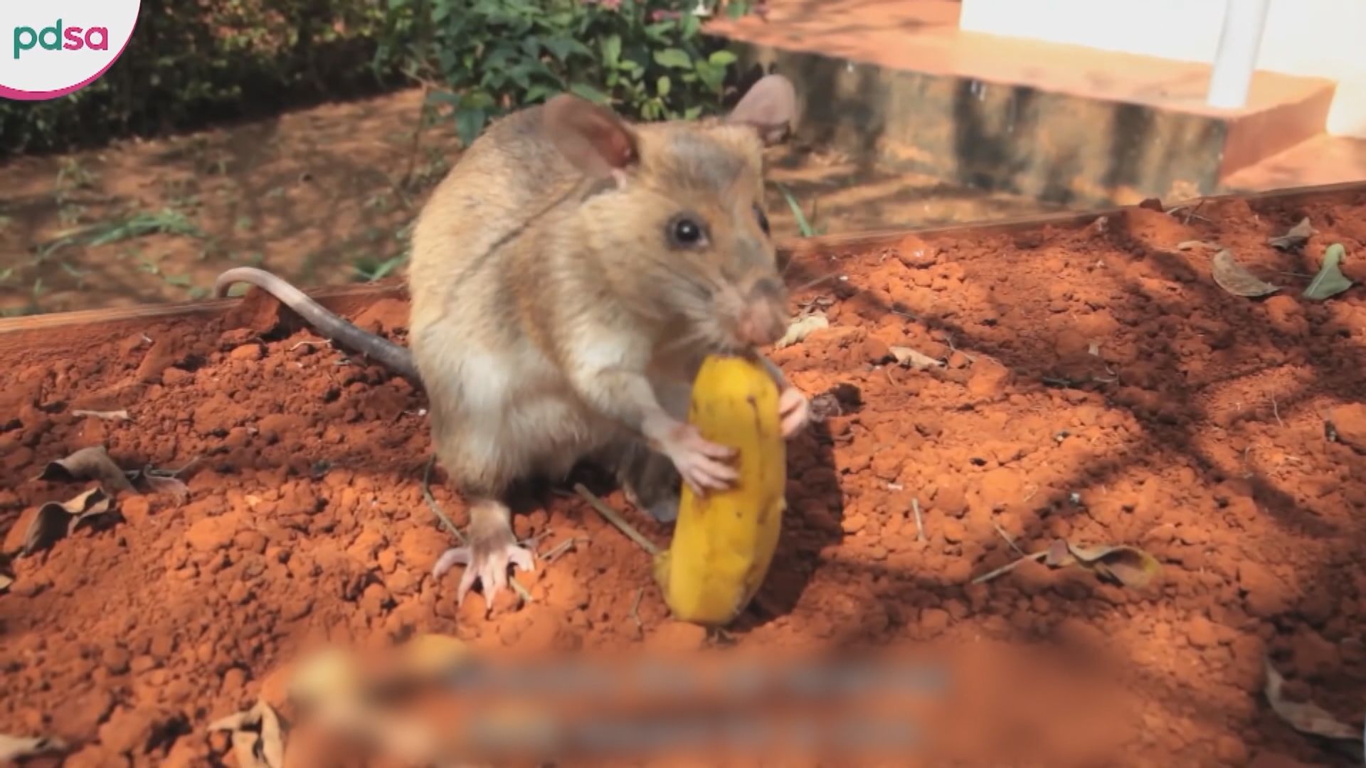 生前助除逾百地雷炸彈獲獎　柬埔寨著名掃雷鼠去世