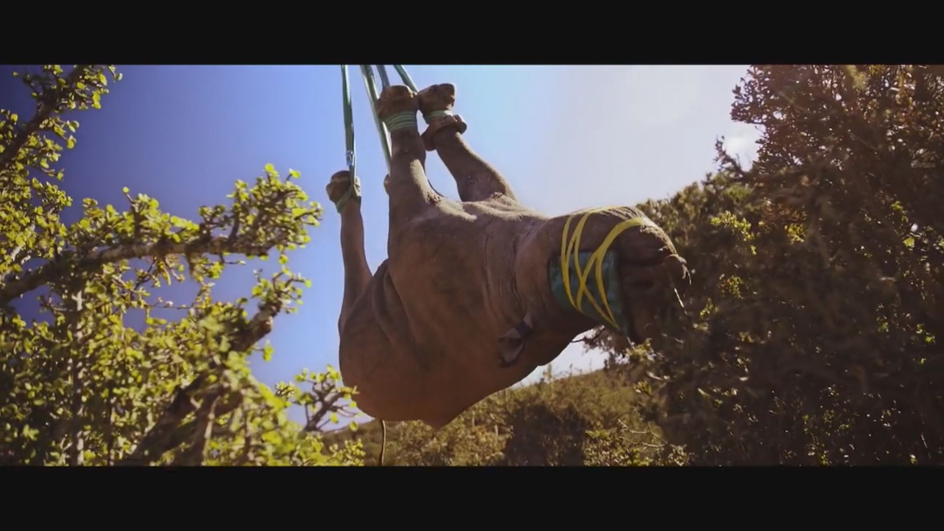 保育團體助非洲黑犀牛遷居以應對盜獵威脅
