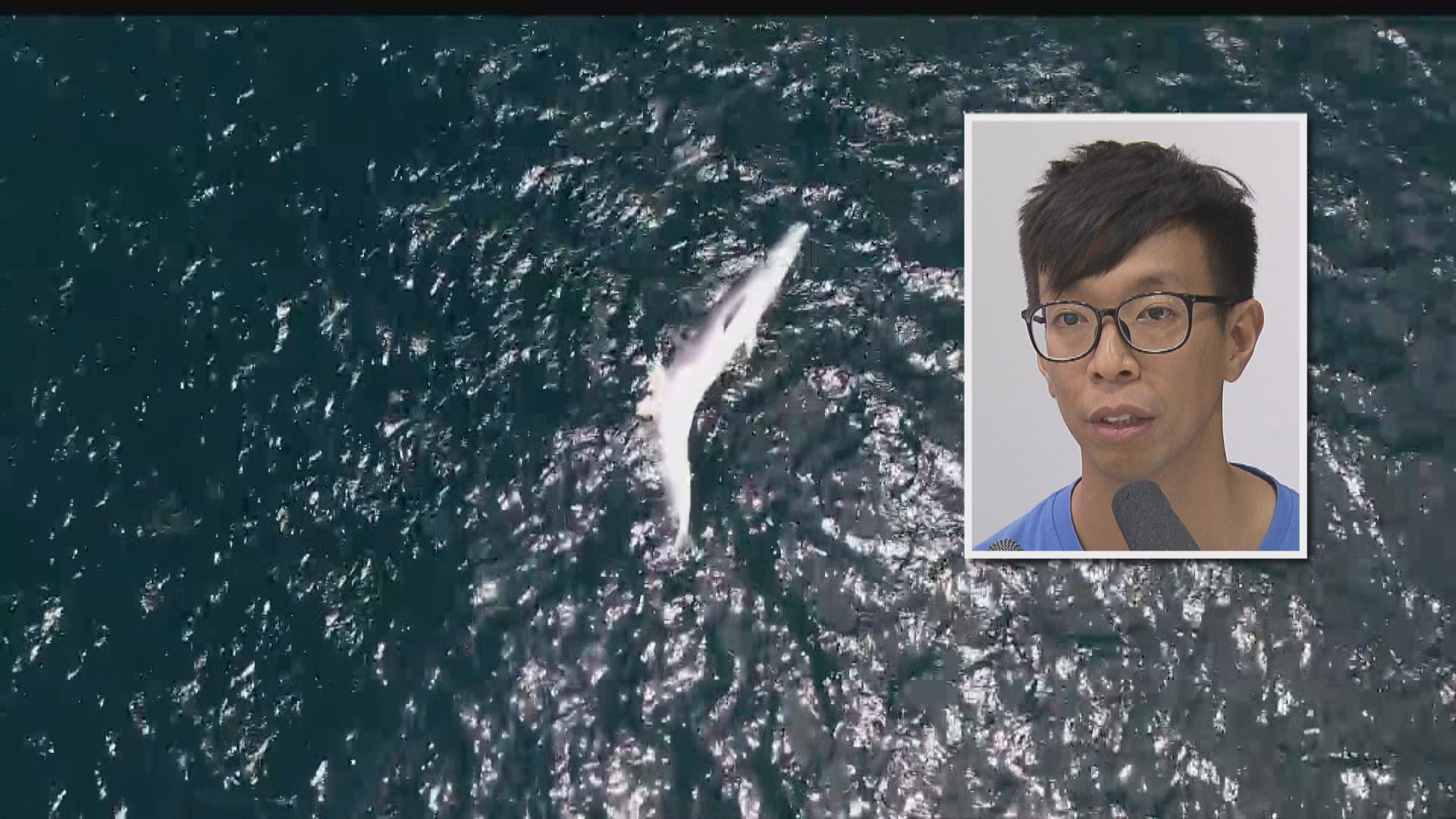 【西貢巨鯨殞命】保育團體倡立法規管觀鯨