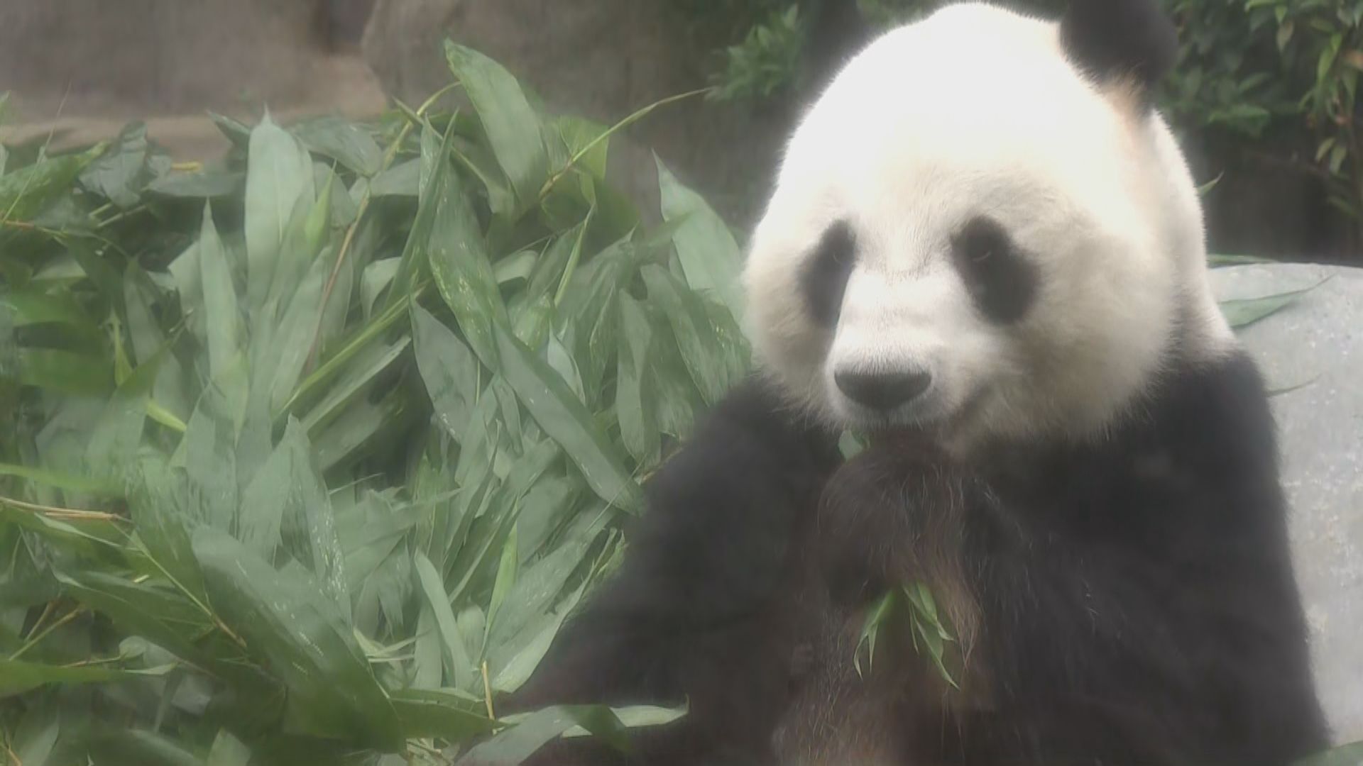 楊潤雄：爭取大熊貓兩至三個月內抵港 冀有大熊貓在港出生