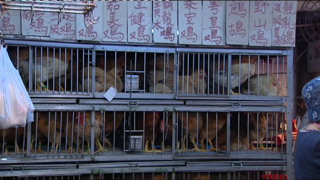 陳肇始：本屆政府將決定是否保留零售活雞