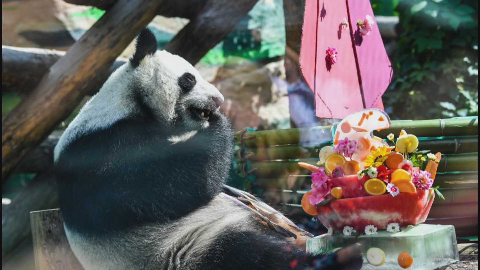 莫斯科動物園為大熊貓「如意」和「丁丁」設生日宴