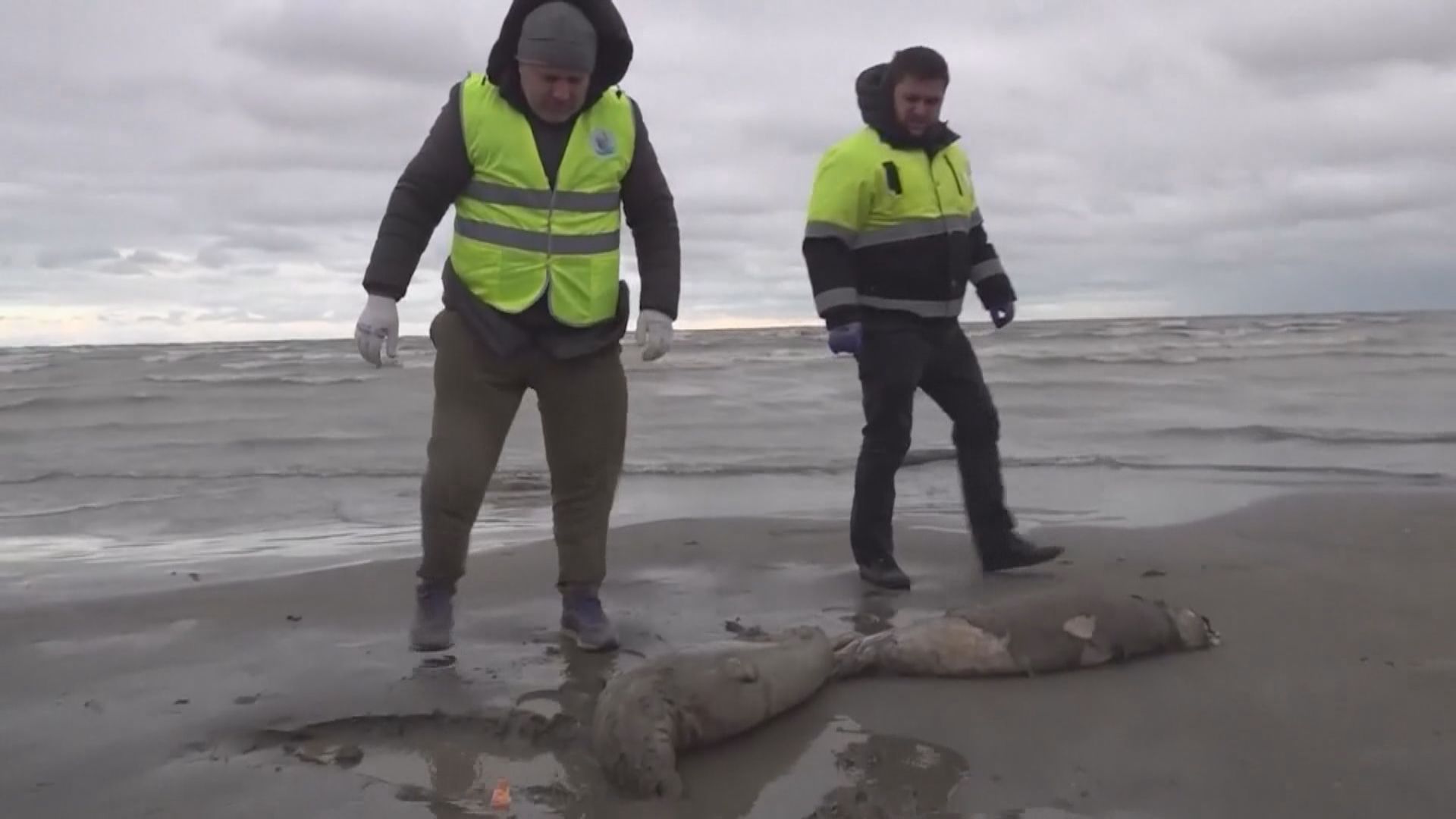 俄羅斯裏海沿岸發現大批海豹屍體