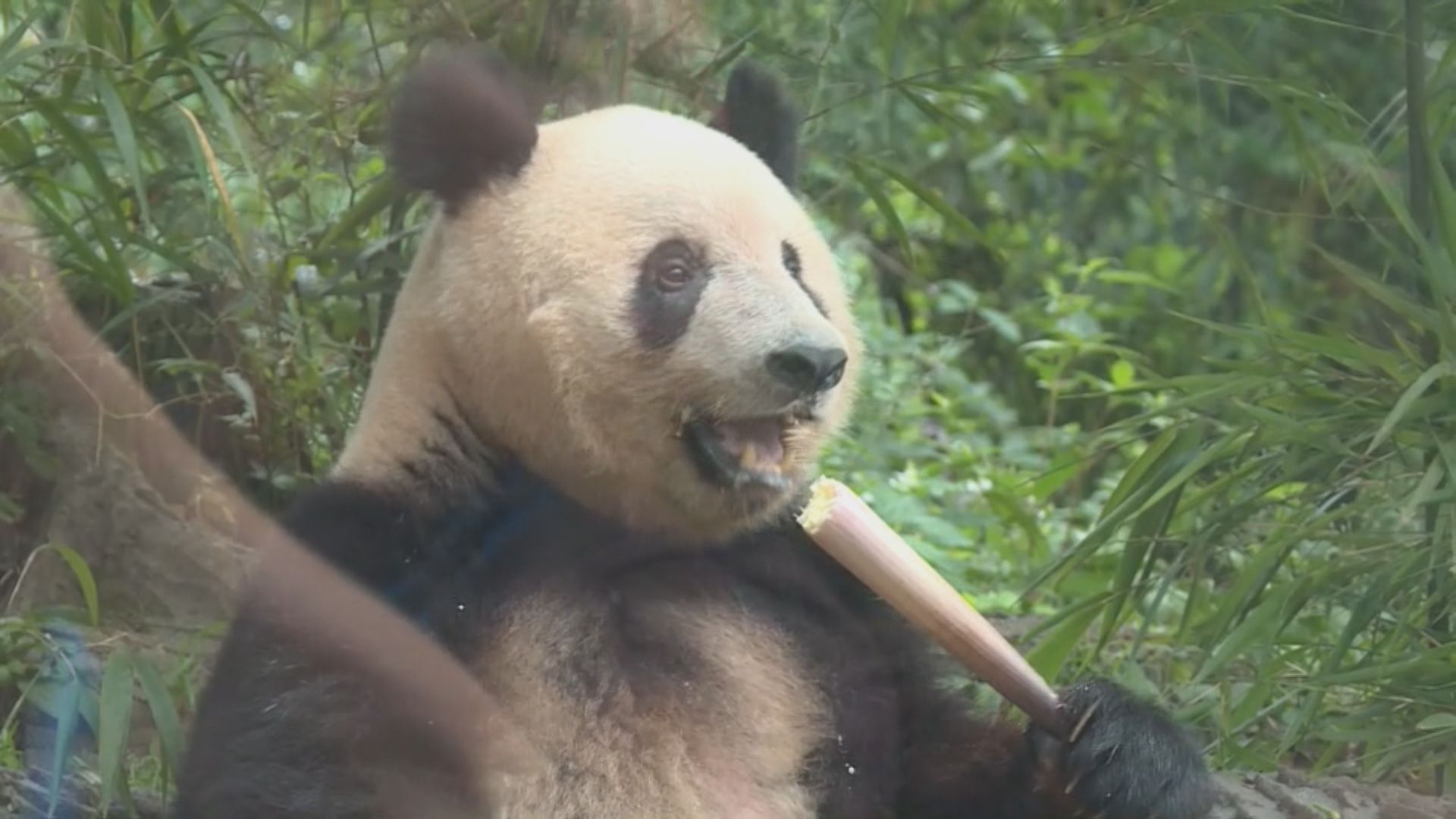 日本出生大熊貓香香回國一年多 飼養員：建立信任助適應環境