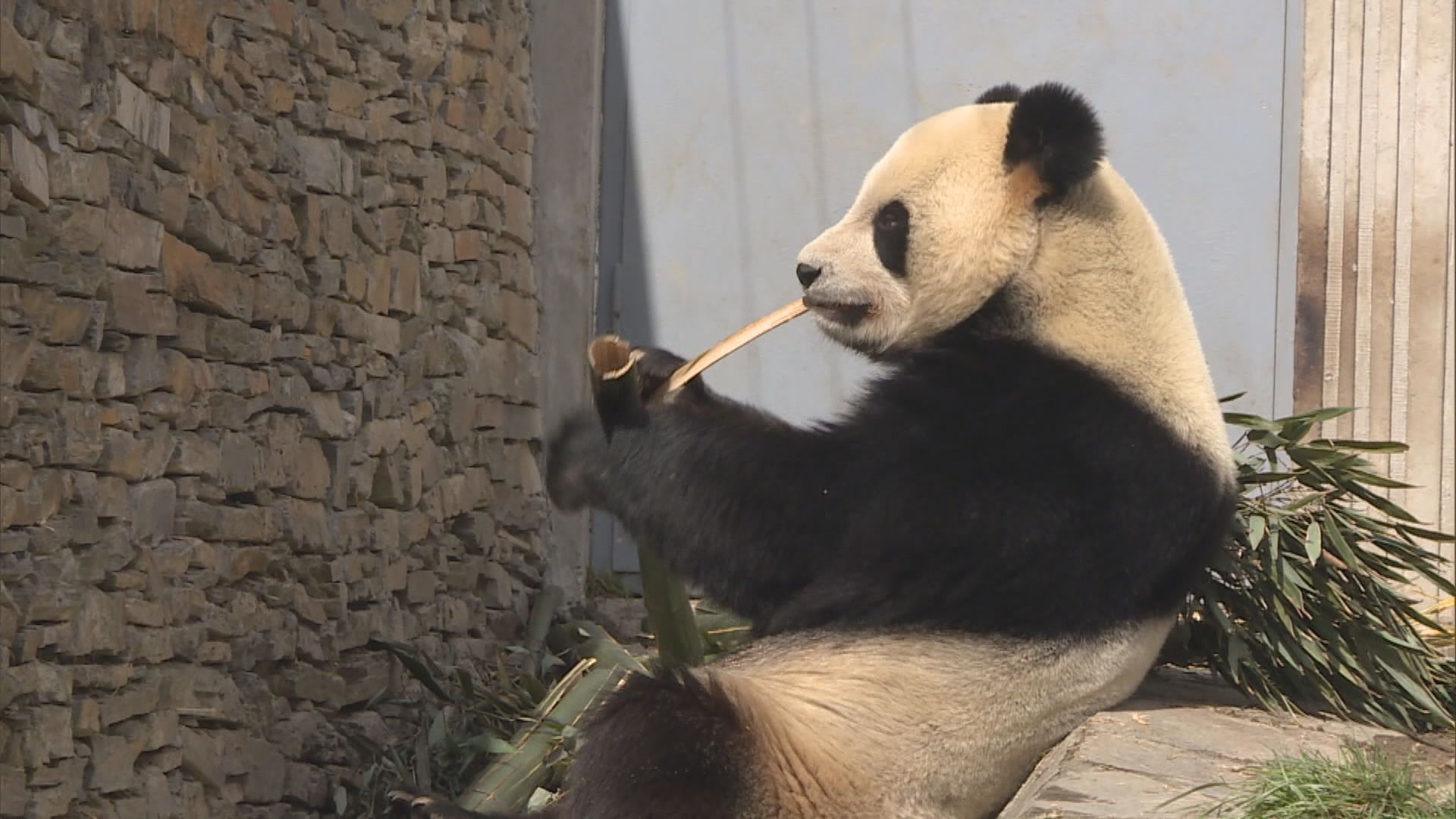 四川熊貓基地　遊客可自費體驗照顧國寶