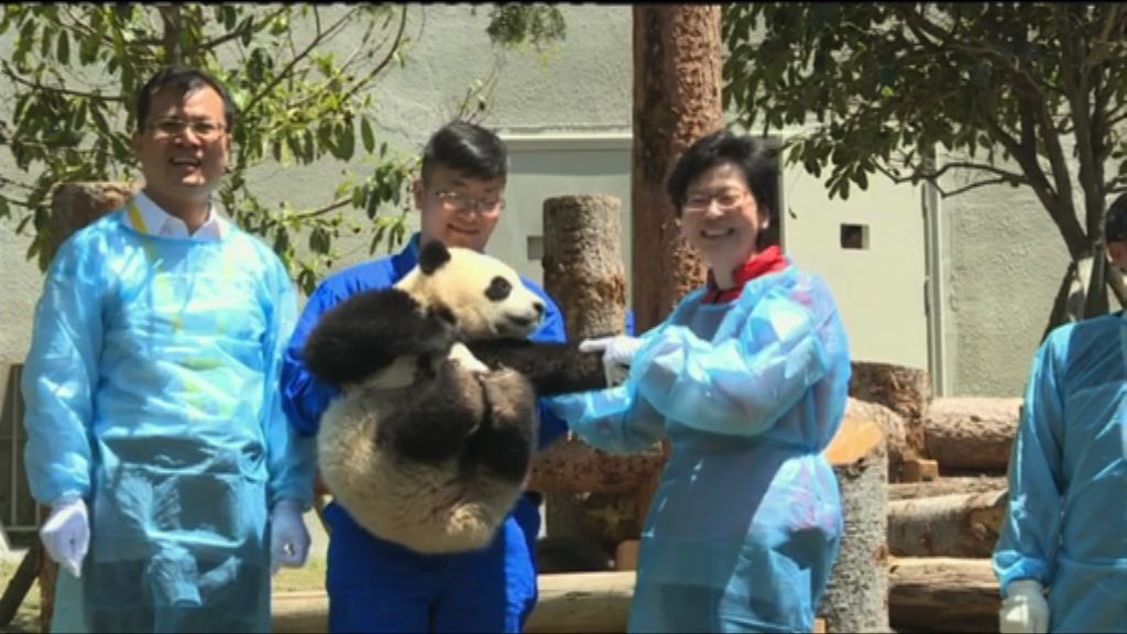 四川大熊貓基地免費開放給港人參觀