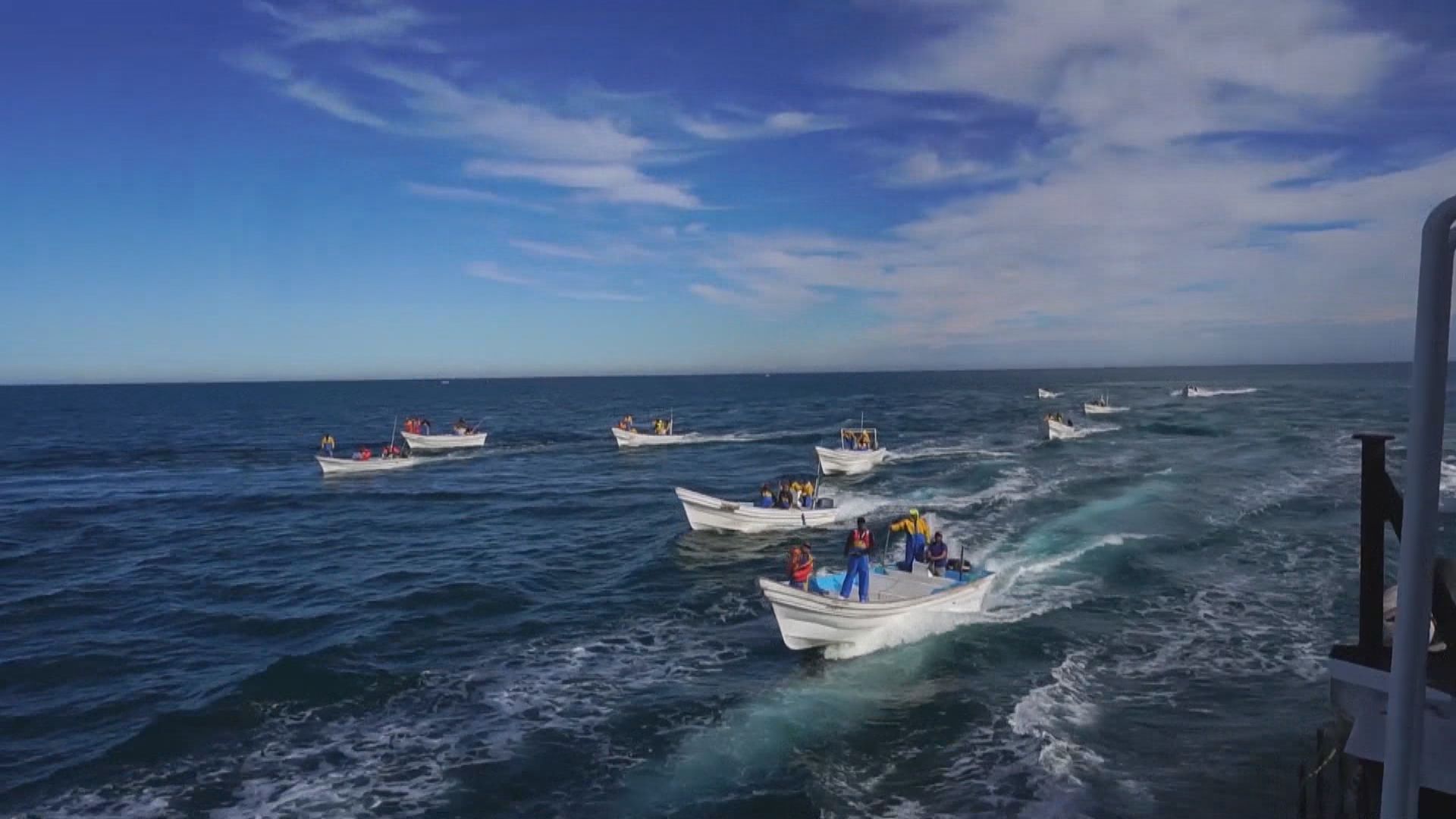 保育組織考察船於加州灣被圍攻