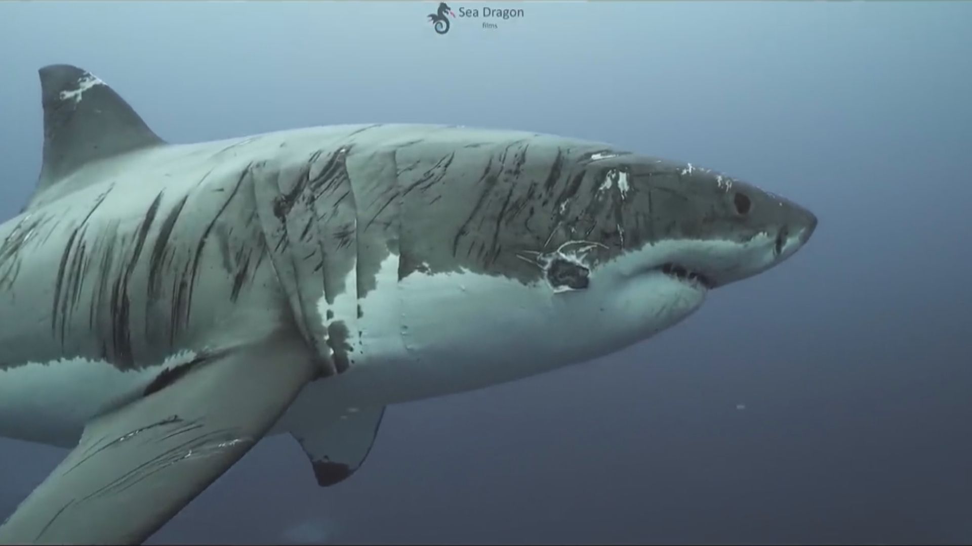 大白鯊身上滿布傷痕　被喻世上「最頑強」