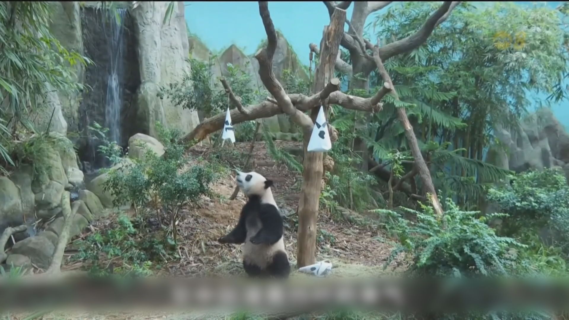 在新加坡出生的大熊貓叻叻回國