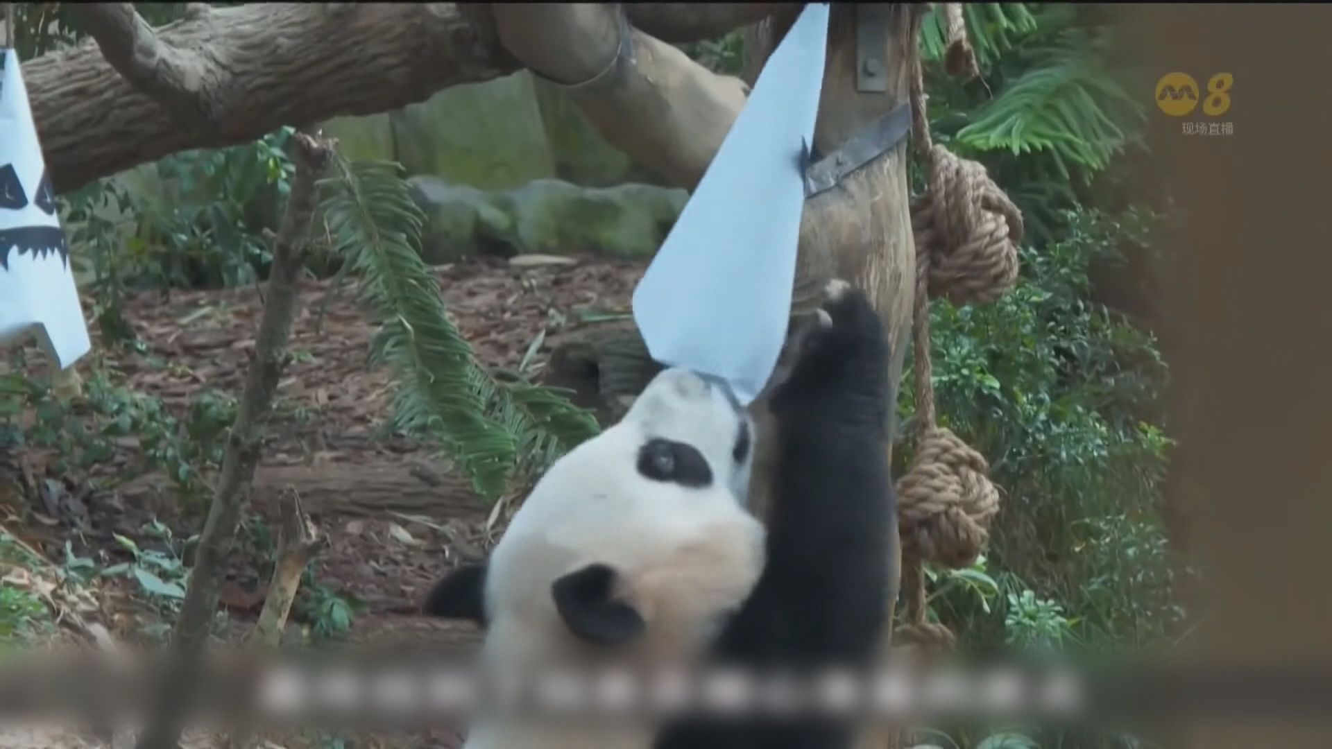 在新加坡出生的大熊貓叻叻返抵四川成都
