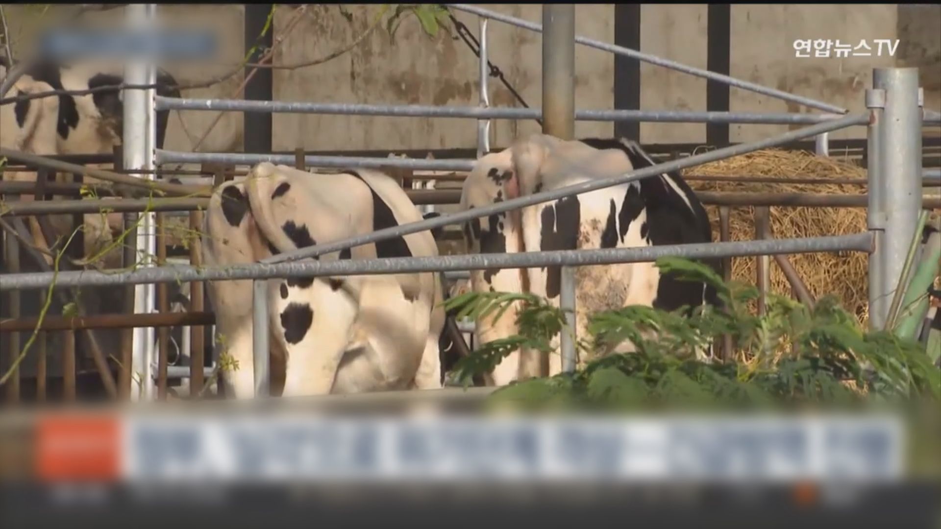 南韓10個養牛場出現牛結節疹病例